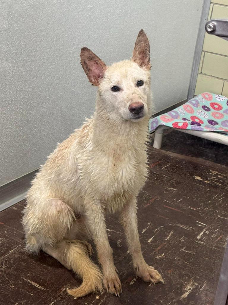 Glacier, a Adoptable German Shepherd Dog in Effingham, IL image 1/4