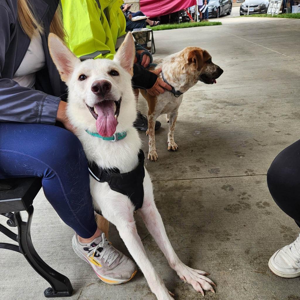 Glacier, a Adoptable German Shepherd Dog in Effingham, IL image 4/6