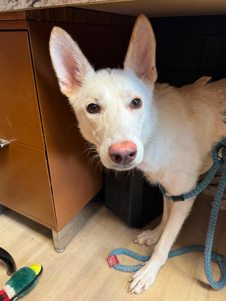 Glacier, a Adoptable German Shepherd Dog in Effingham, IL image 5/6