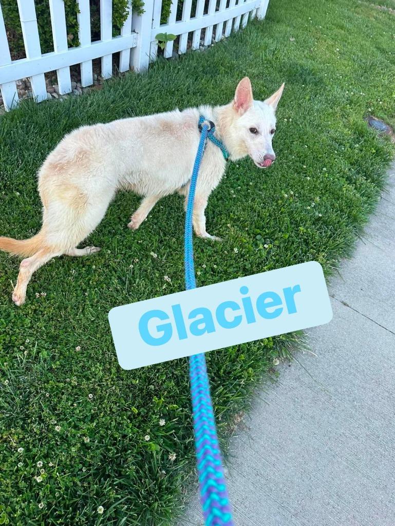 Glacier, a Adoptable German Shepherd Dog in Effingham, IL image 4/4