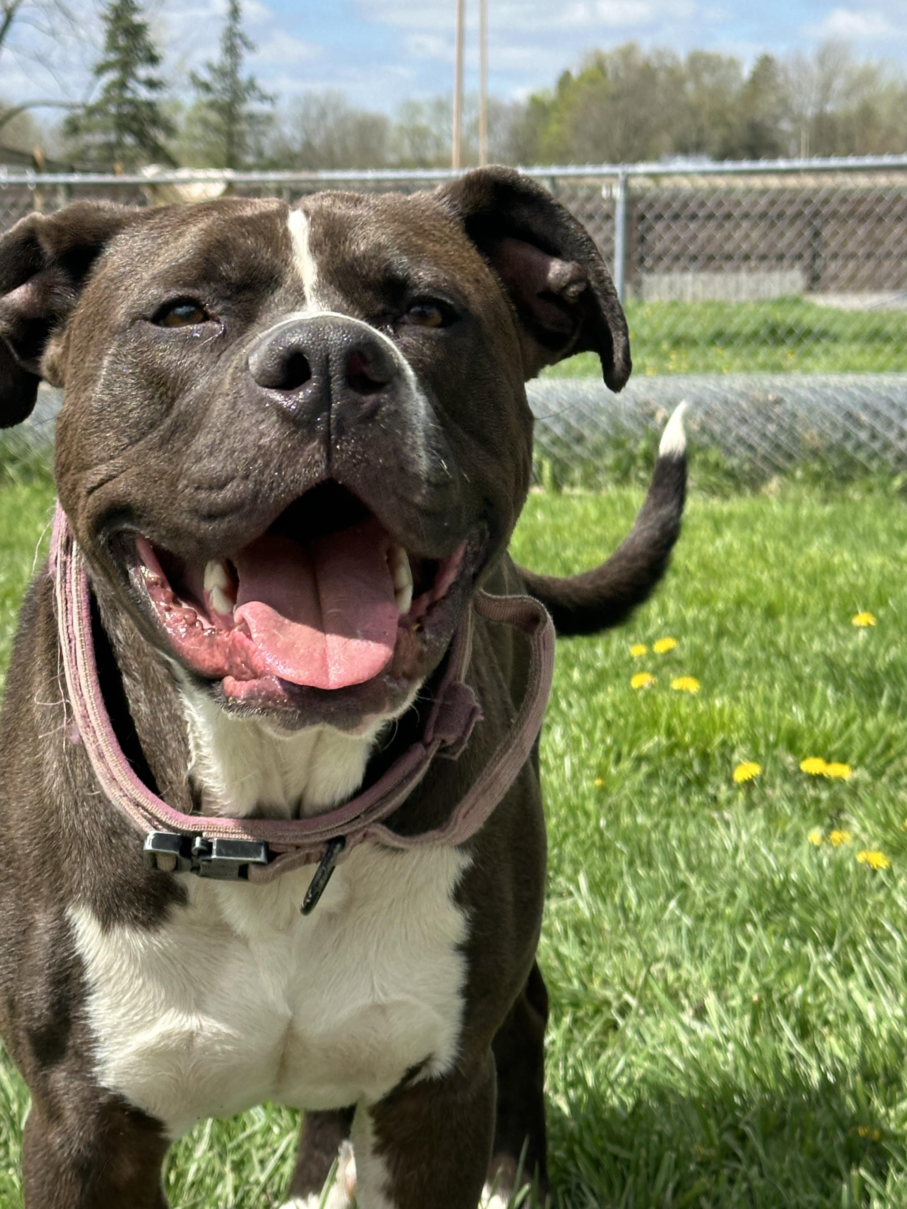 Oakley, a ADOPTABLE mixed breed in Brunswick, OH image 5/6