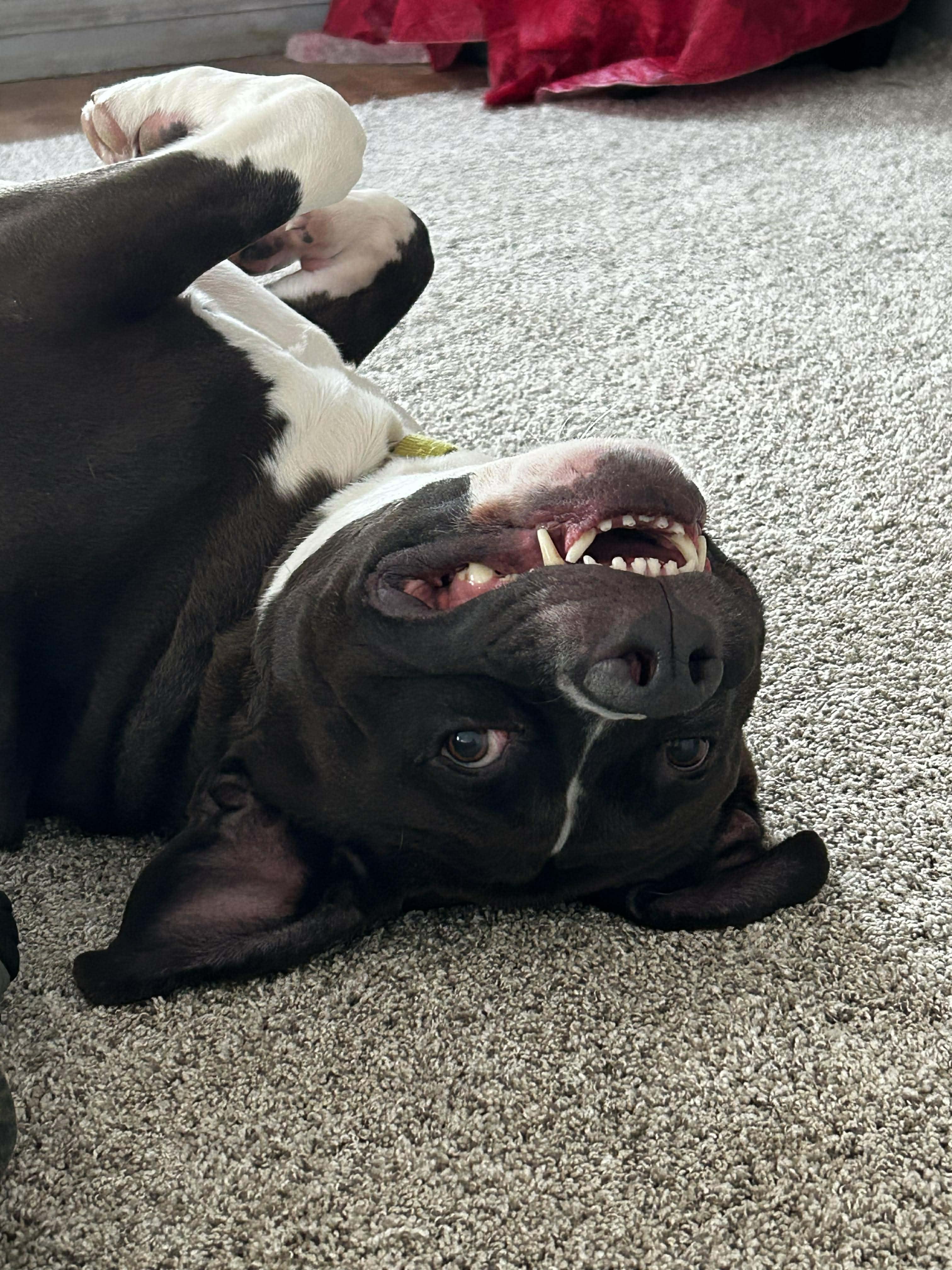 Oakley, a ADOPTABLE mixed breed in Brunswick, OH image 6/6