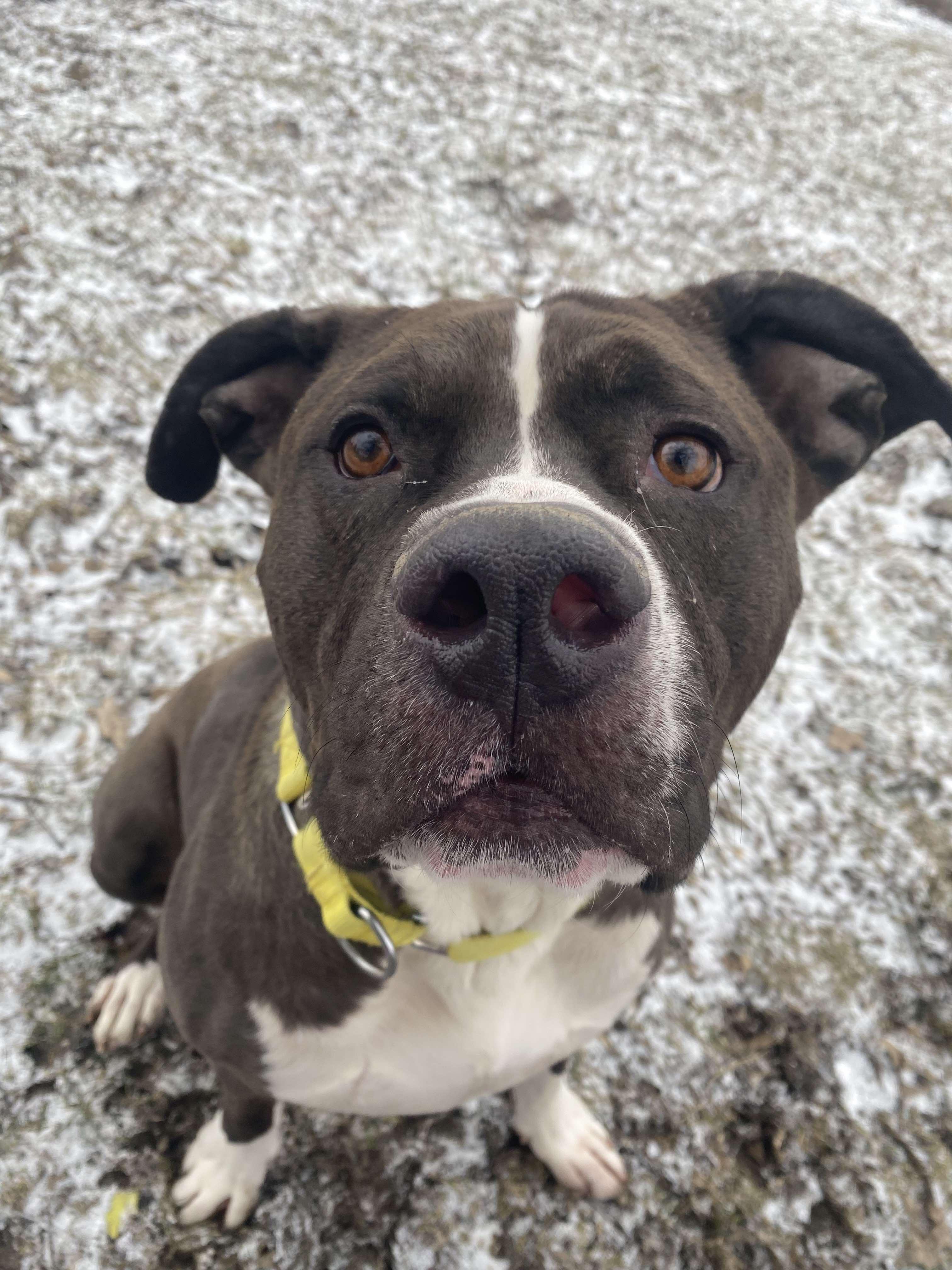 Oakley, a ADOPTABLE mixed breed in Brunswick, OH image 2/6