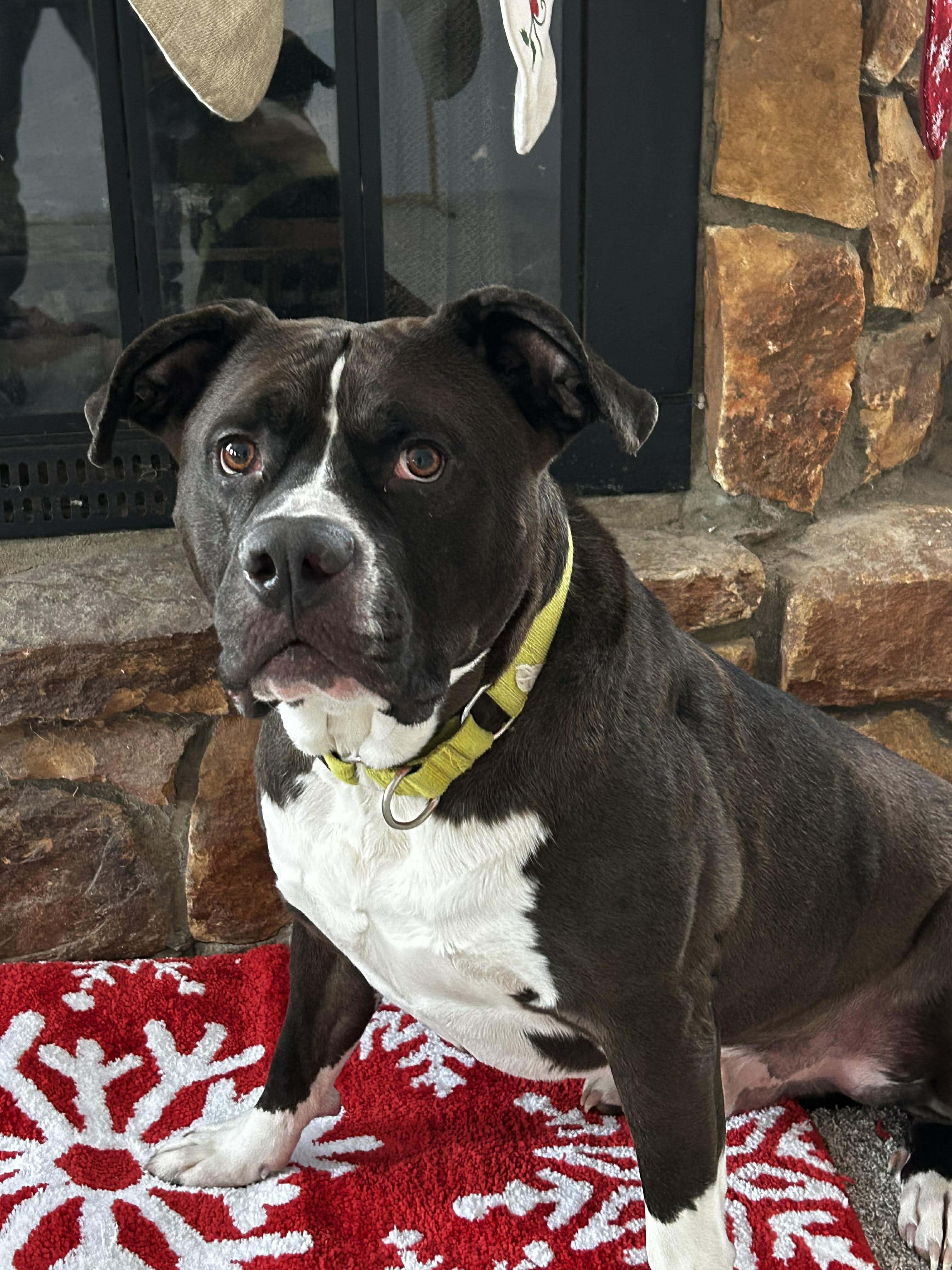 Oakley, a ADOPTABLE mixed breed in Brunswick, OH image 4/6