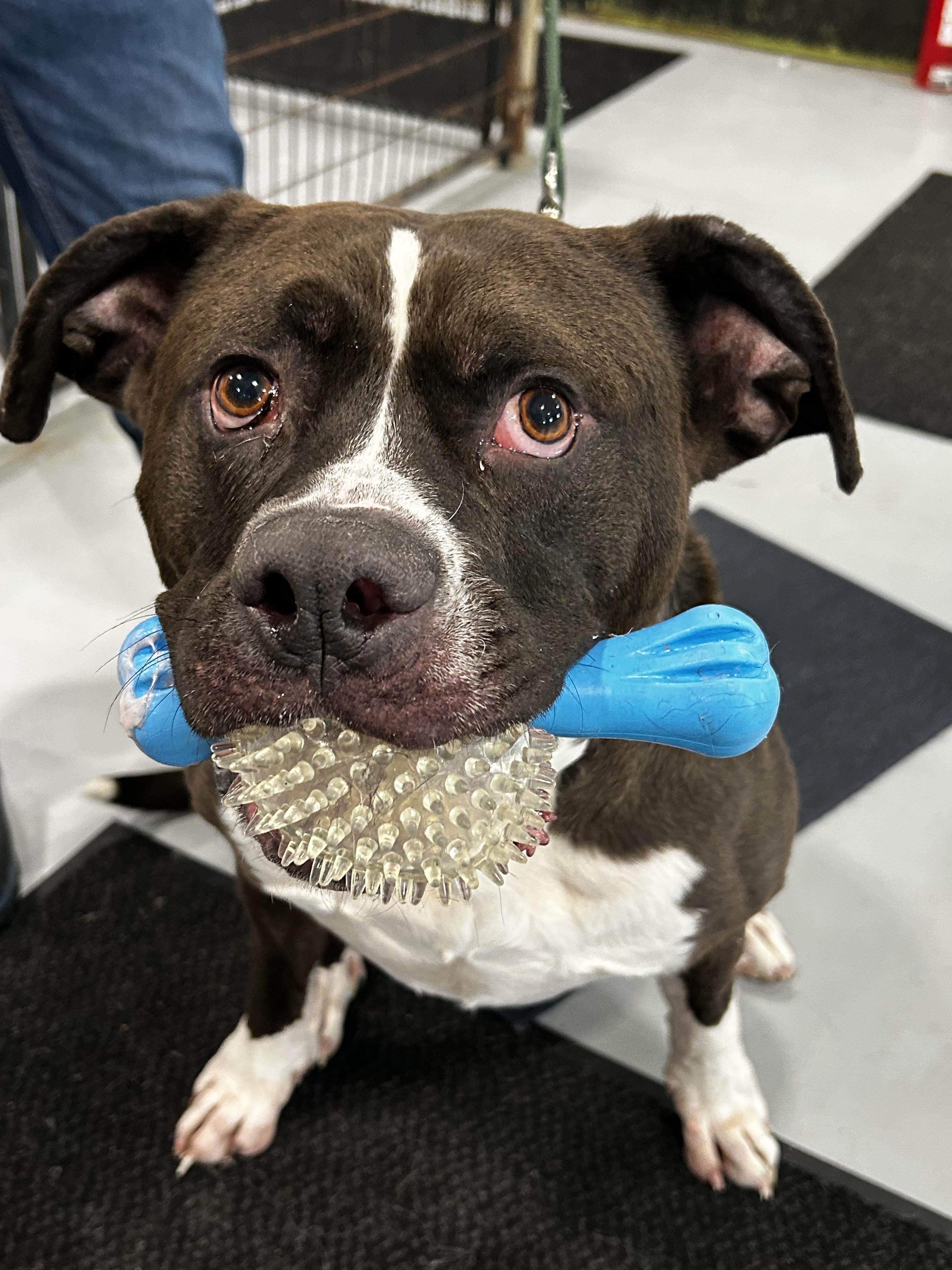 Oakley, a ADOPTABLE mixed breed in Brunswick, OH image 3/6