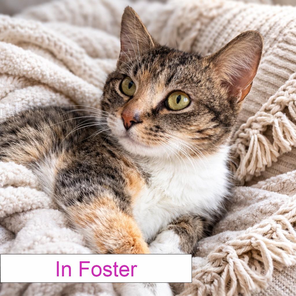 Enlarge Shay, a Adoptable Domestic Short Hair in Chapel Hill, NC image 3/4