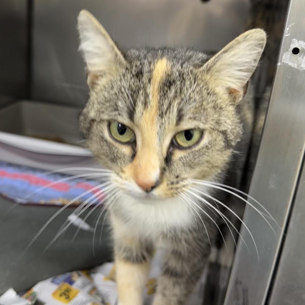 Enlarge Shay, a Adoptable Domestic Short Hair in Chapel Hill, NC image 4/4