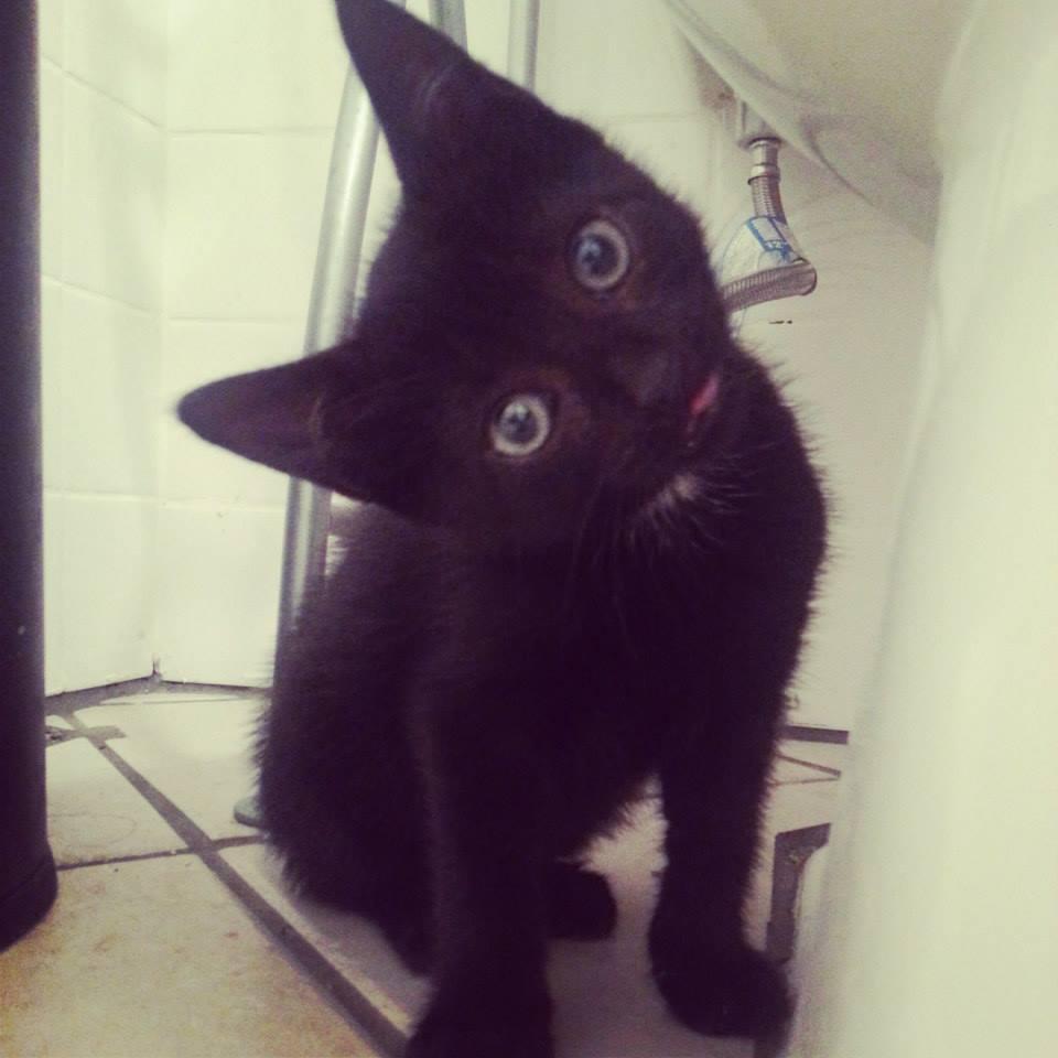 Bennie (& the Jets) — thumbnail 3