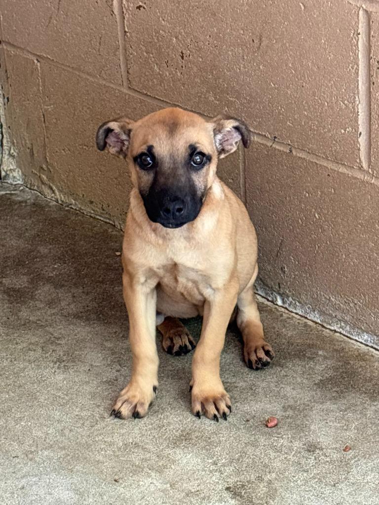 Coco, Adoptable, Puppy Female Belgian Shepherd / Malinois.
