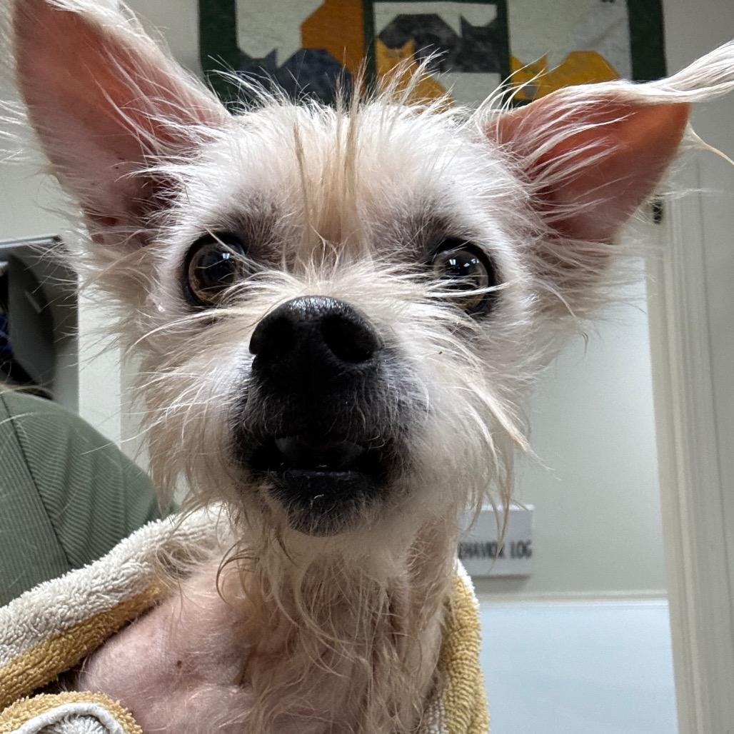 Enlarge Willow, a Adoptable Mixed Breed in Pekin, IL image 1/1