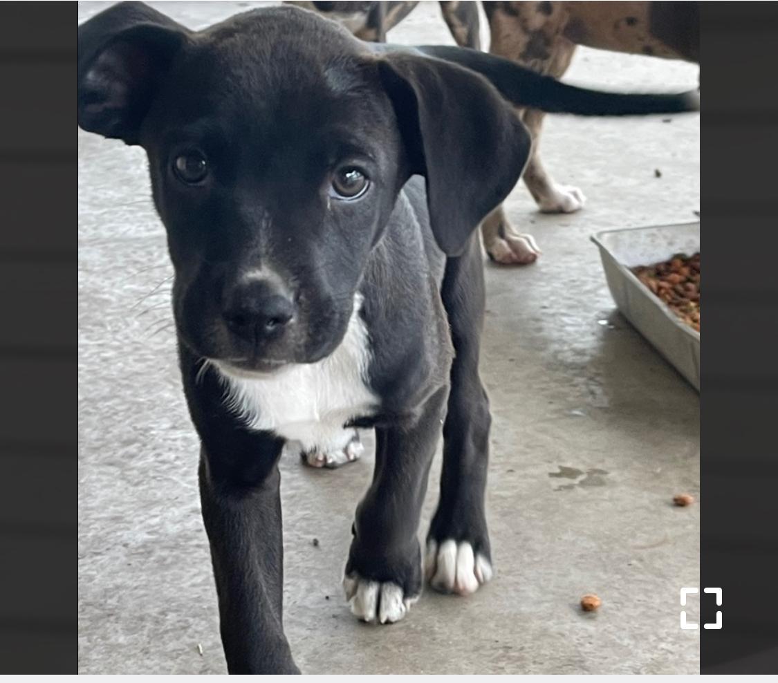 Yuzu, a Adoptable Labrador Retriever in Chester , VA image 6/6