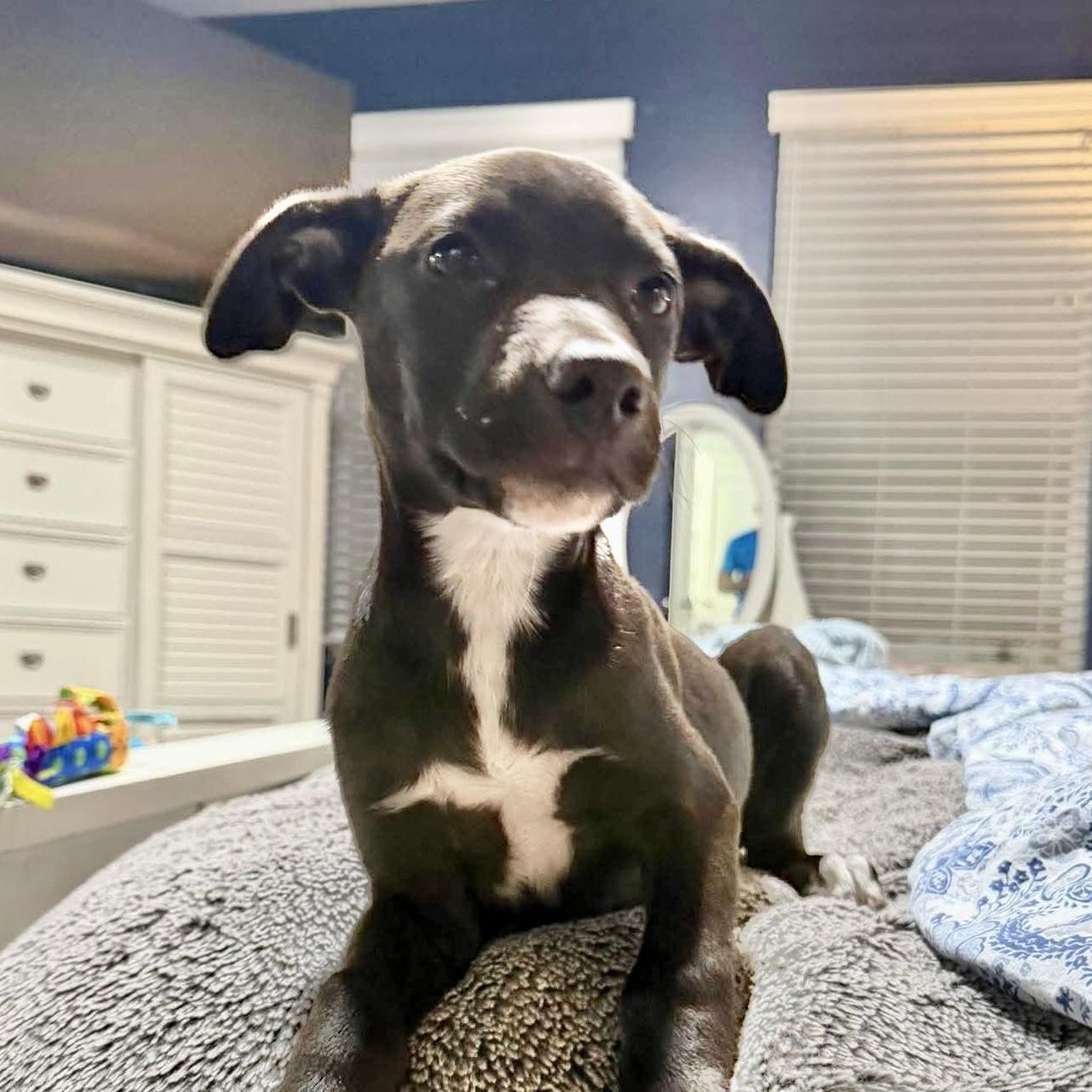 Yuzu, a Adoptable Labrador Retriever in Chester , VA image 4/6