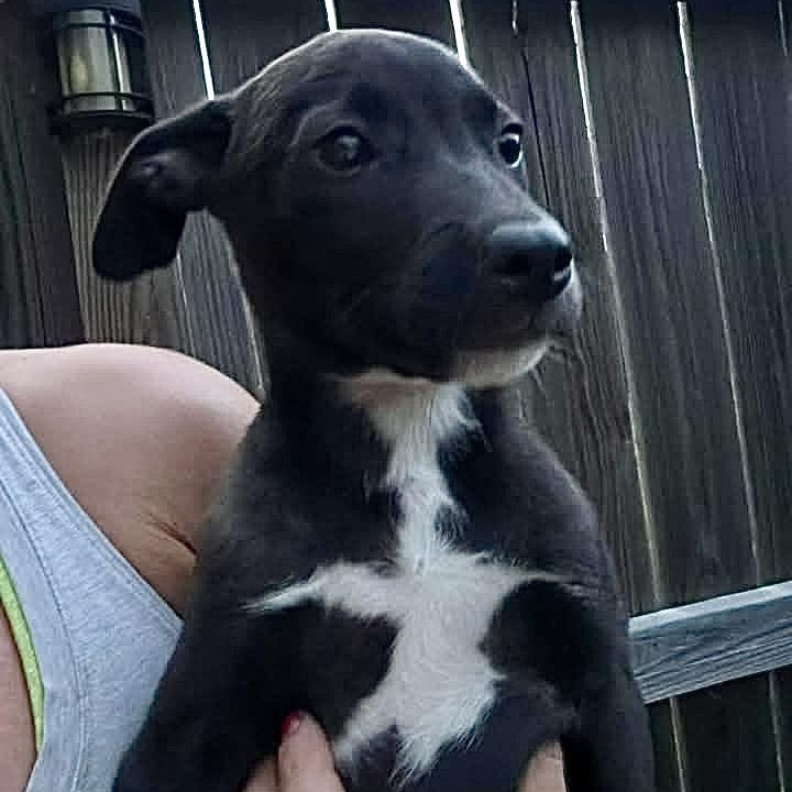 Yuzu, a Adoptable Labrador Retriever in Chester , VA image 5/6