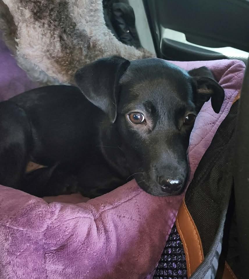 Yuzu, Adoptable, Puppy Female Labrador Retriever.
