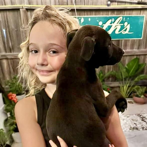 Yuzu, a Adoptable Labrador Retriever in Chester , VA image 3/6