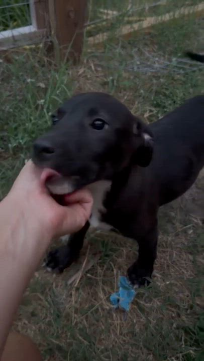 Enlarge Yuzu, a Adoptable Labrador Retriever in Chester , VA video 2/6