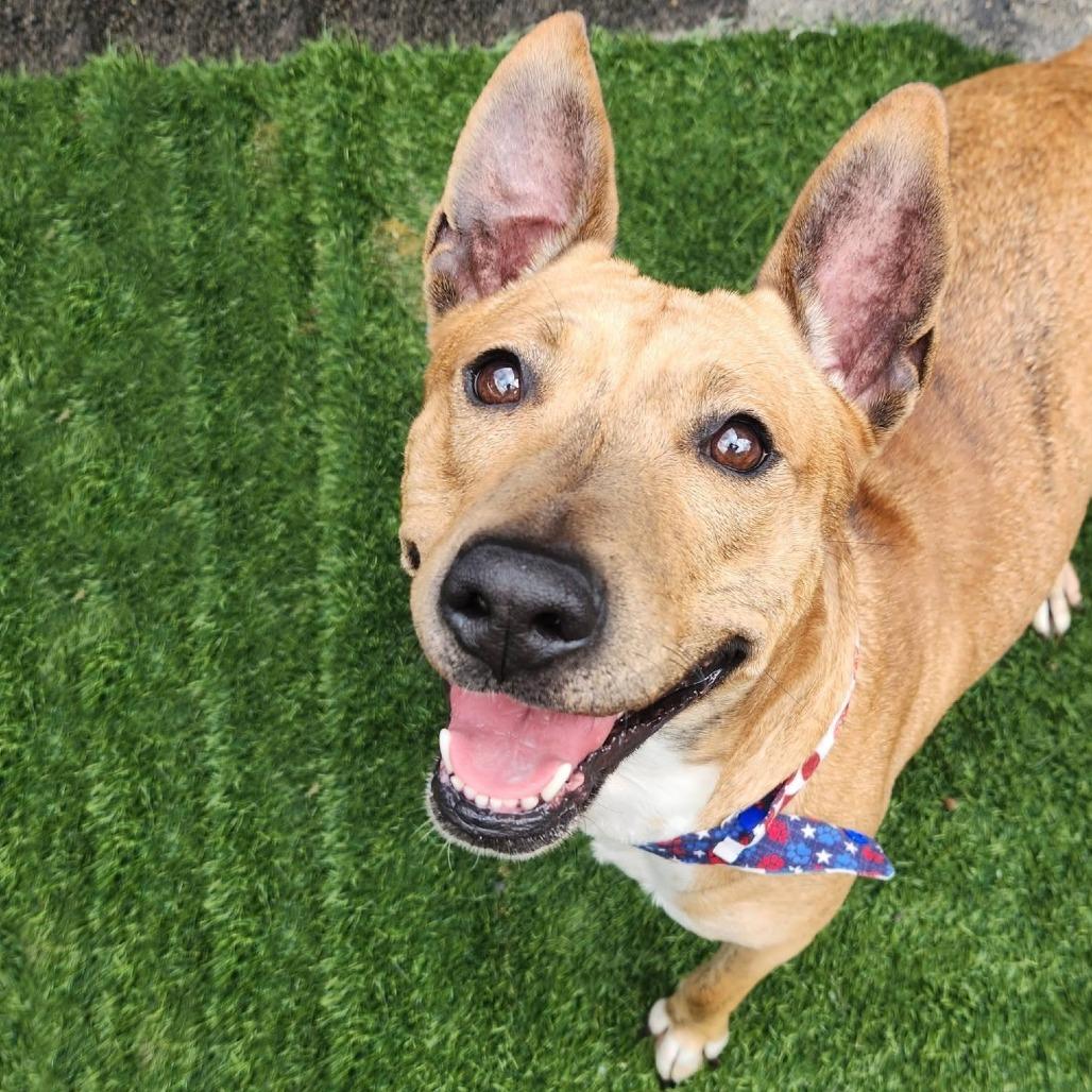 Enlarge Indy, a Adoptable mixed breed in Cleveland, TN image 1/2