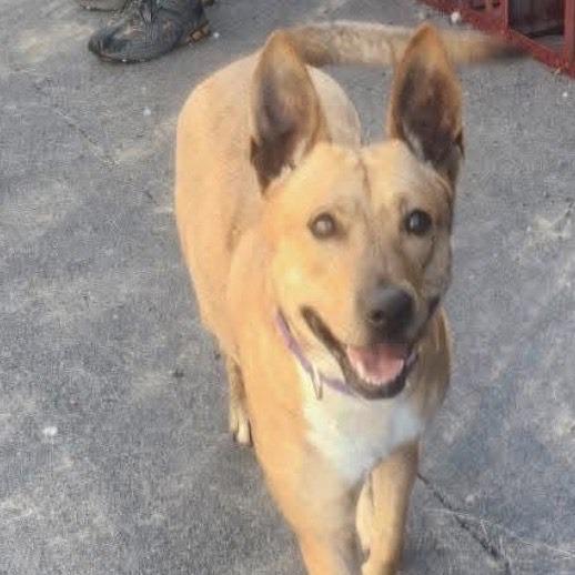 Enlarge Indy, a Adoptable mixed breed in Cleveland, TN image 1/1