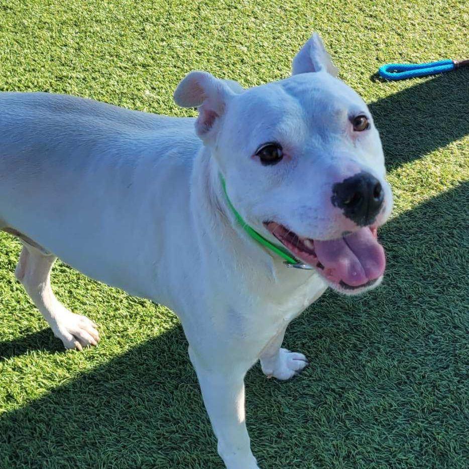 Enlarge Mickey, a Adoptable Dogo Argentino in Idaho Falls, ID image 1/5