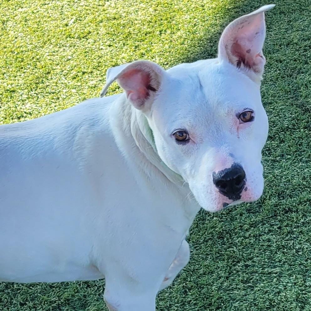 Enlarge Mickey, a Adoptable Dogo Argentino in Idaho Falls, ID image 2/5