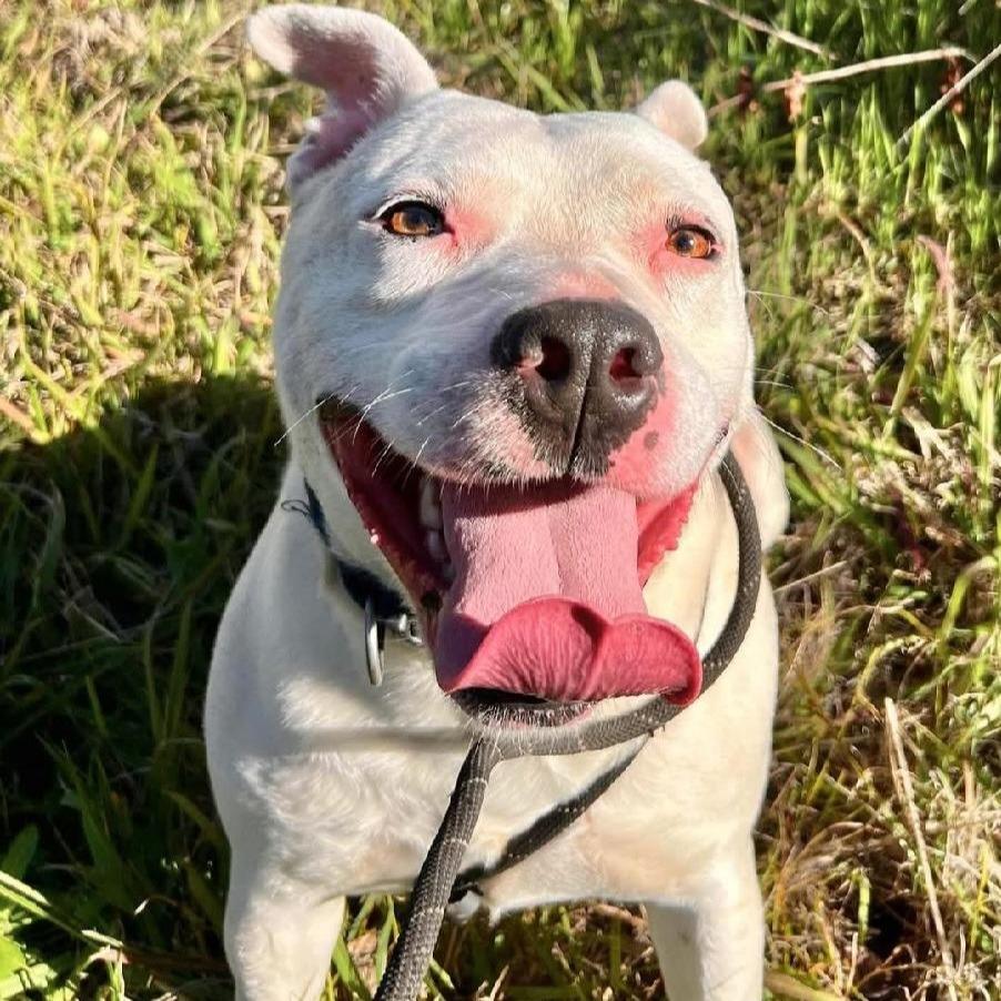 Enlarge Mickey, a Adoptable Dogo Argentino in Idaho Falls, ID image 3/5