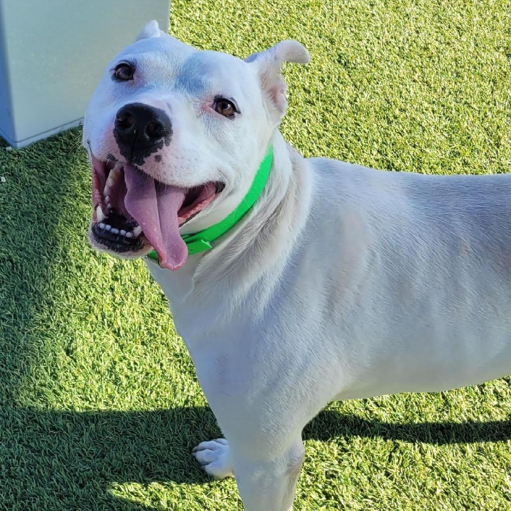 Enlarge Mickey, a Adoptable Dogo Argentino in Idaho Falls, ID image 4/5