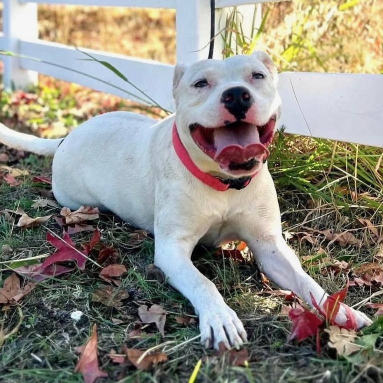 Enlarge Mickey, a Adoptable Dogo Argentino in Idaho Falls, ID image 5/5