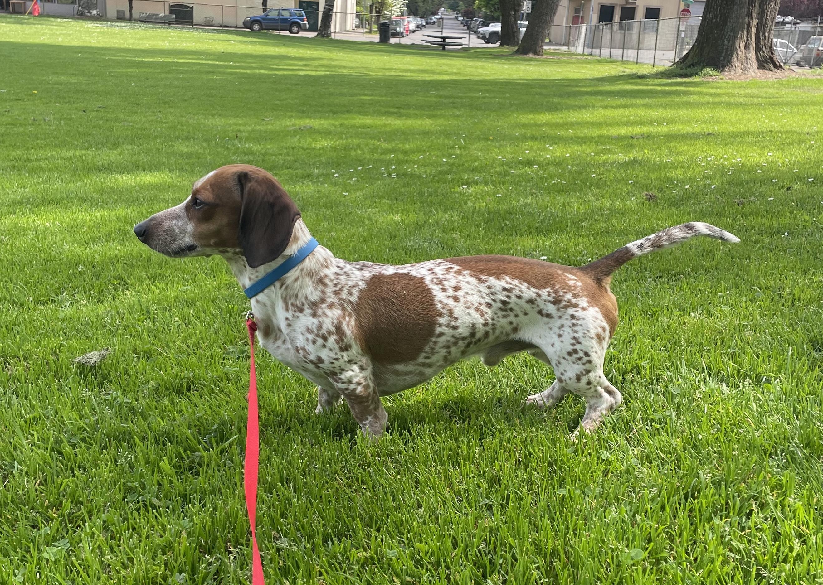 Bubba, an adopted Dachshund in Portland, OR image 4/6