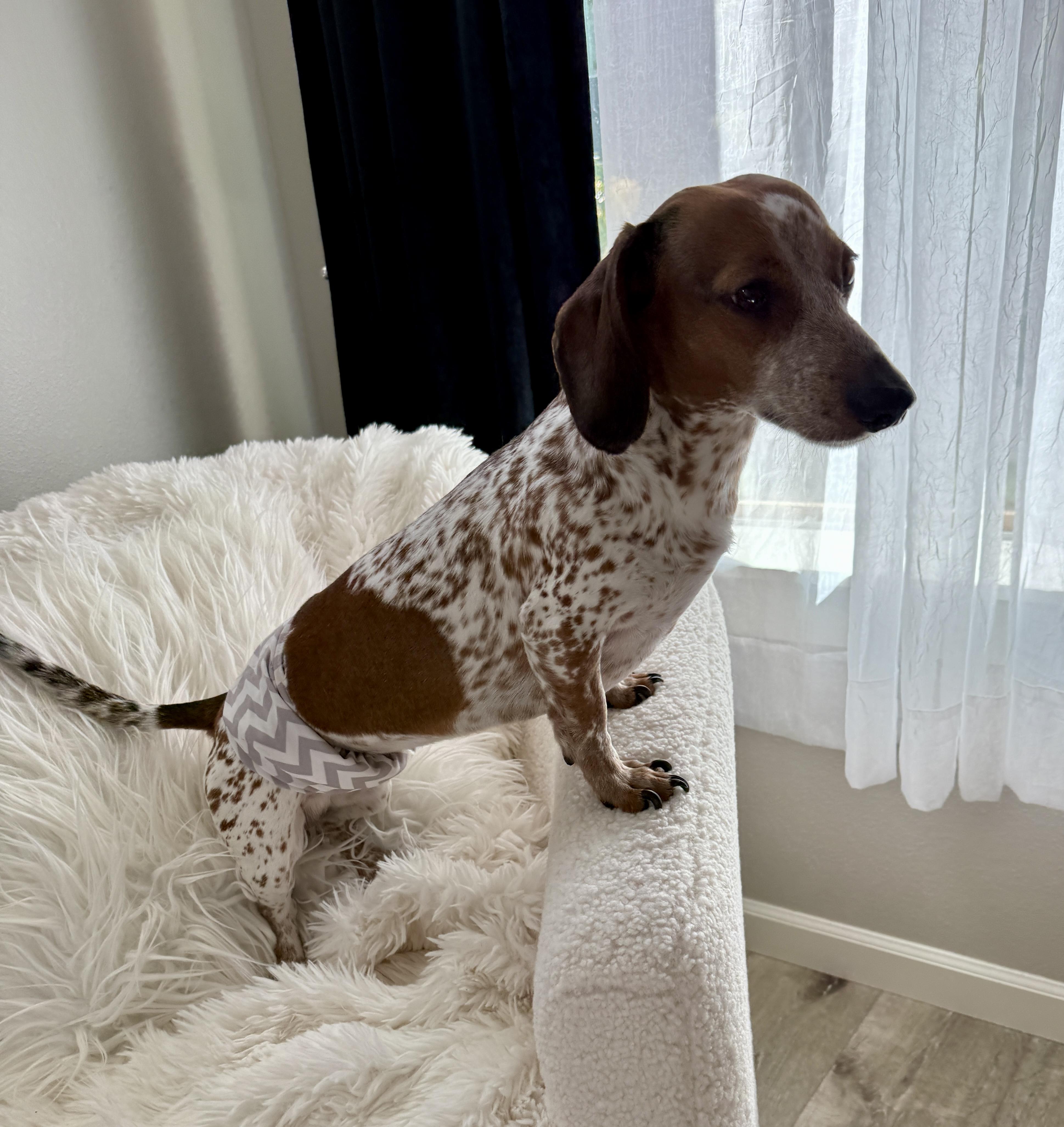 Bubba, an adopted Dachshund in Portland, OR image 3/6