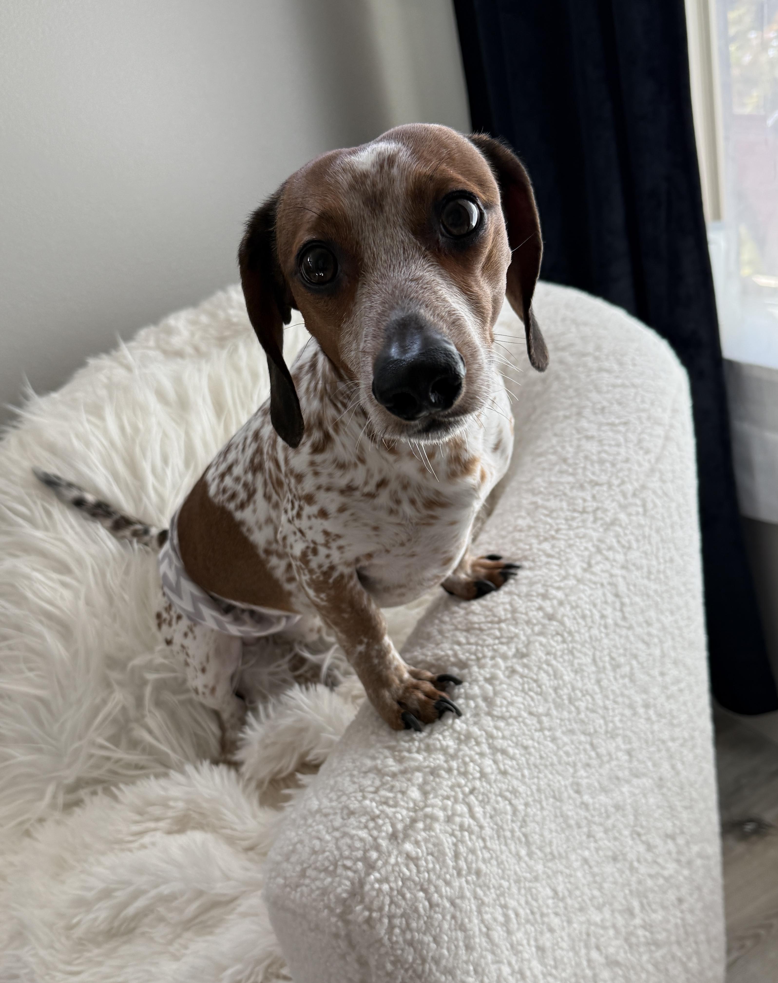 Bubba, an adopted Dachshund in Portland, OR image 2/6