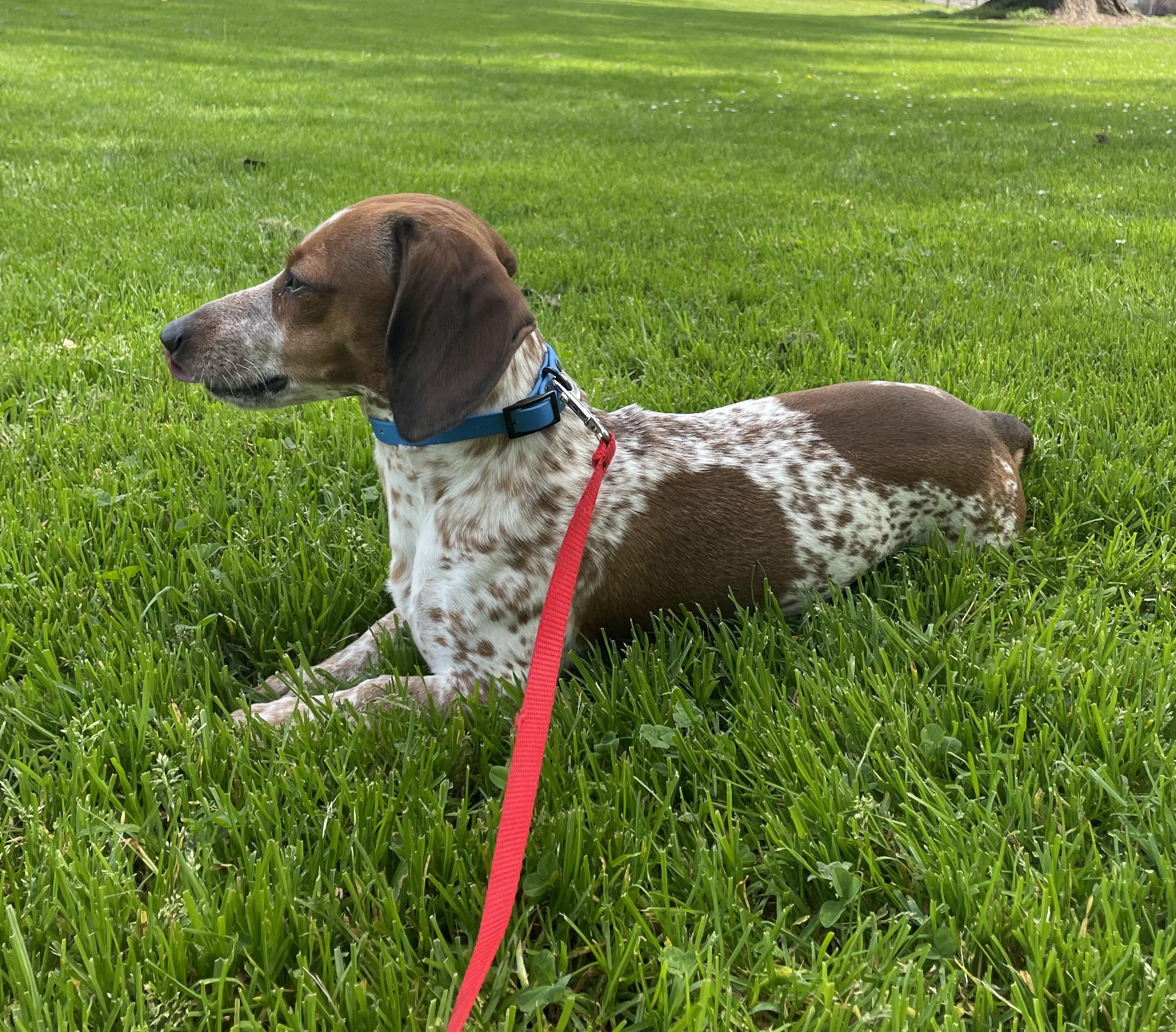 Bubba, an adopted Dachshund in Portland, OR image 6/6