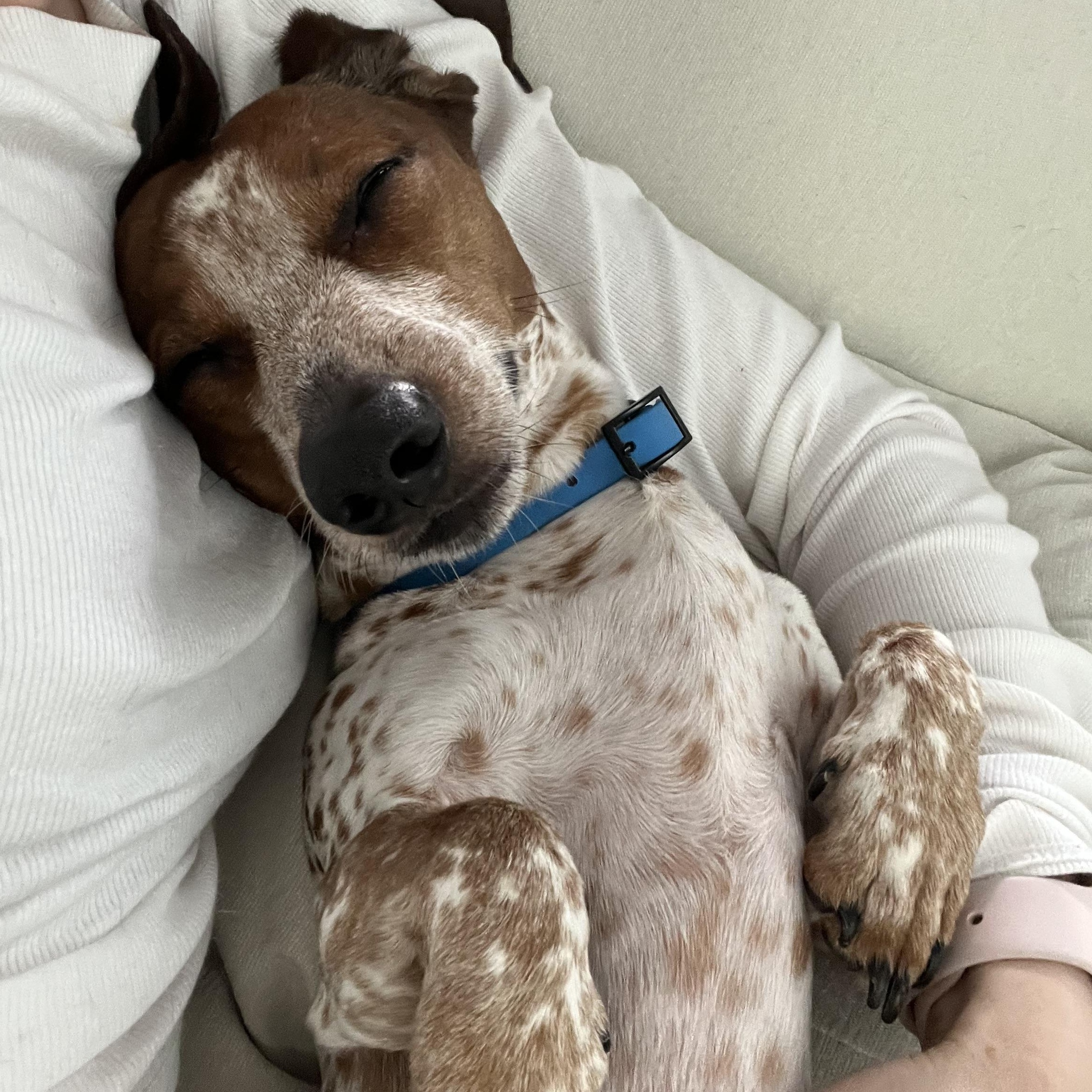 Bubba, an adopted Dachshund in Portland, OR image 5/6
