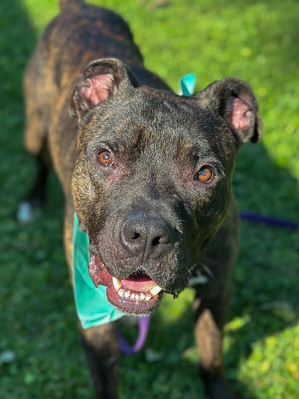 Benedict, Adoptable, Adult Male Staffordshire Bull Terrier & Cane Corso.