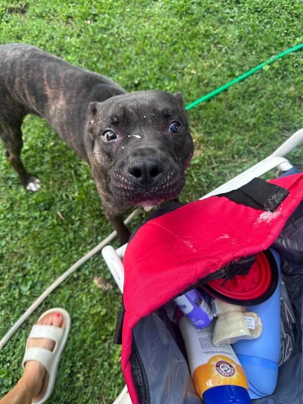 Enlarge Benedict, a Adoptable mixed breed in Cincinnati, OH image 2/6