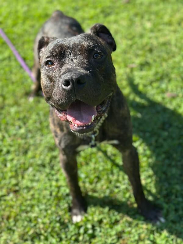 Enlarge Benedict, a Adoptable mixed breed in Cincinnati, OH image 3/6