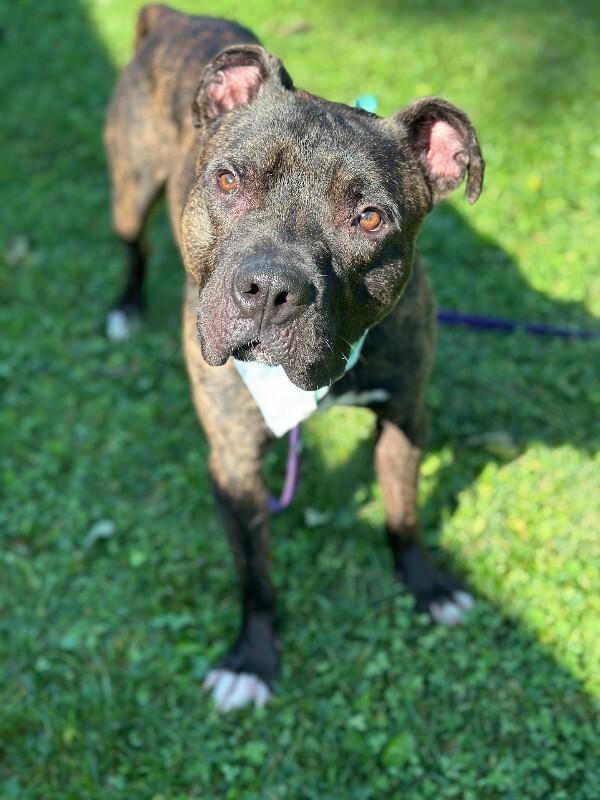Enlarge Benedict, a Adoptable mixed breed in Cincinnati, OH image 4/6