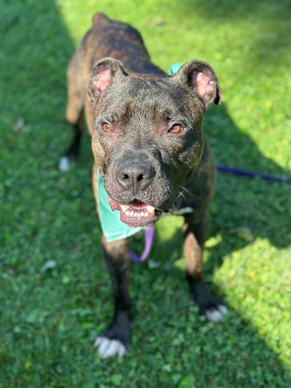 Enlarge Benedict, a Adoptable mixed breed in Cincinnati, OH image 5/6