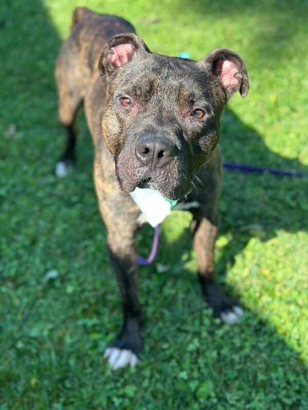 Enlarge Benedict, a Adoptable mixed breed in Cincinnati, OH image 6/6
