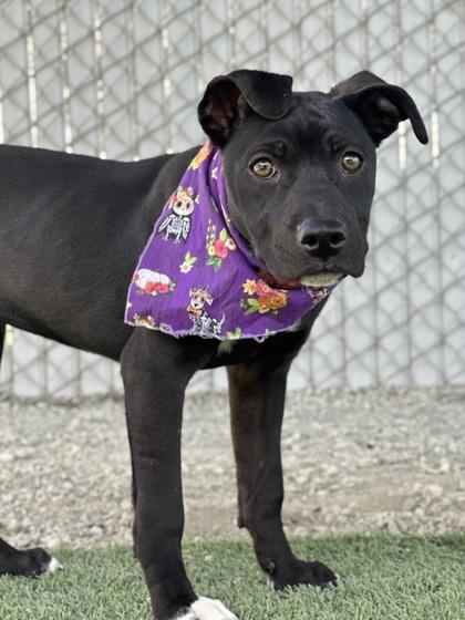Enlarge Buffy, a Adoptable mixed breed in Fresno, CA image 1/3