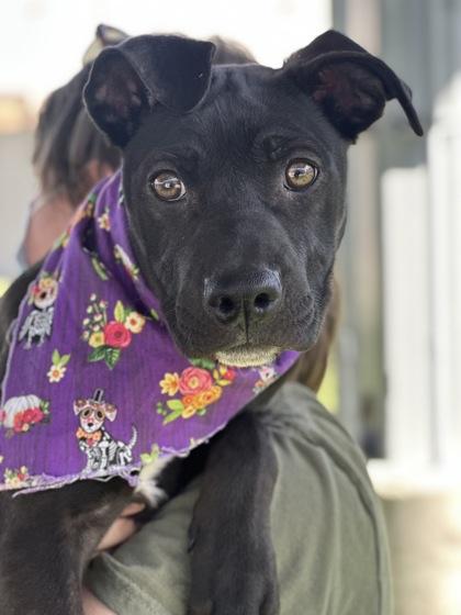 Enlarge Buffy, a Adoptable mixed breed in Fresno, CA image 2/3