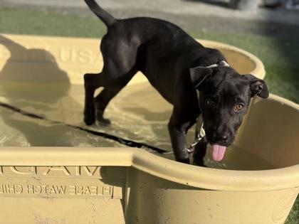 Enlarge Buffy, a Adoptable mixed breed in Fresno, CA image 3/3