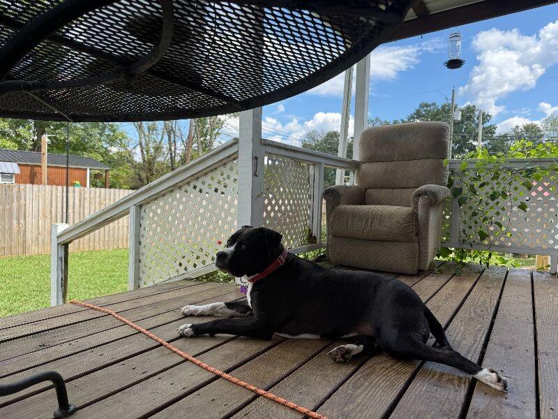 Georgia, Adoptable, Adult Female Mixed Breed.