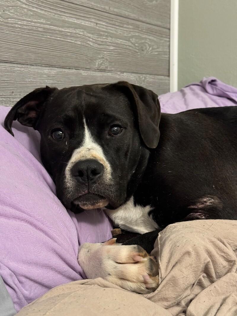 Georgia, a Adoptable Mixed Breed in Chattanooga, TN image 2/3