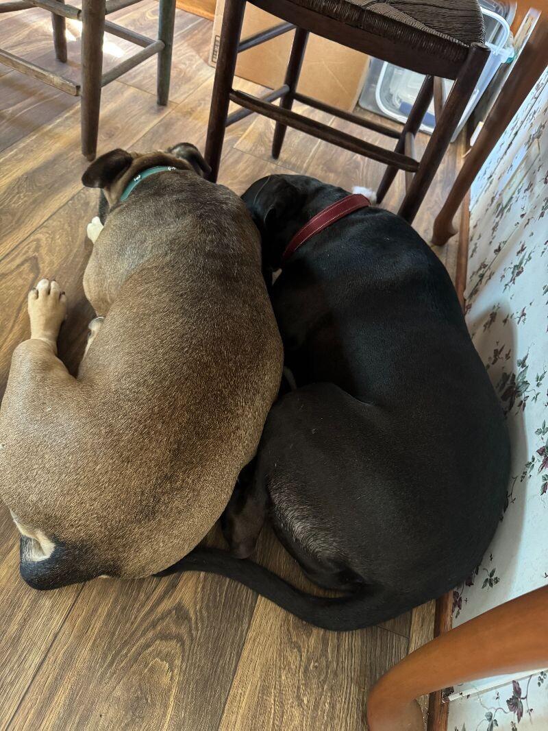 Georgia, a Adoptable Mixed Breed in Chattanooga, TN image 3/3