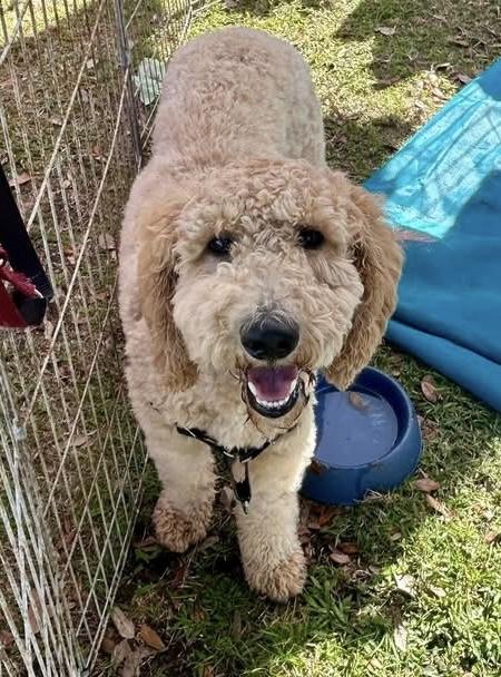 Enlarge Crypto , an adopted Goldendoodle in Lake Worth, FL image 3/5