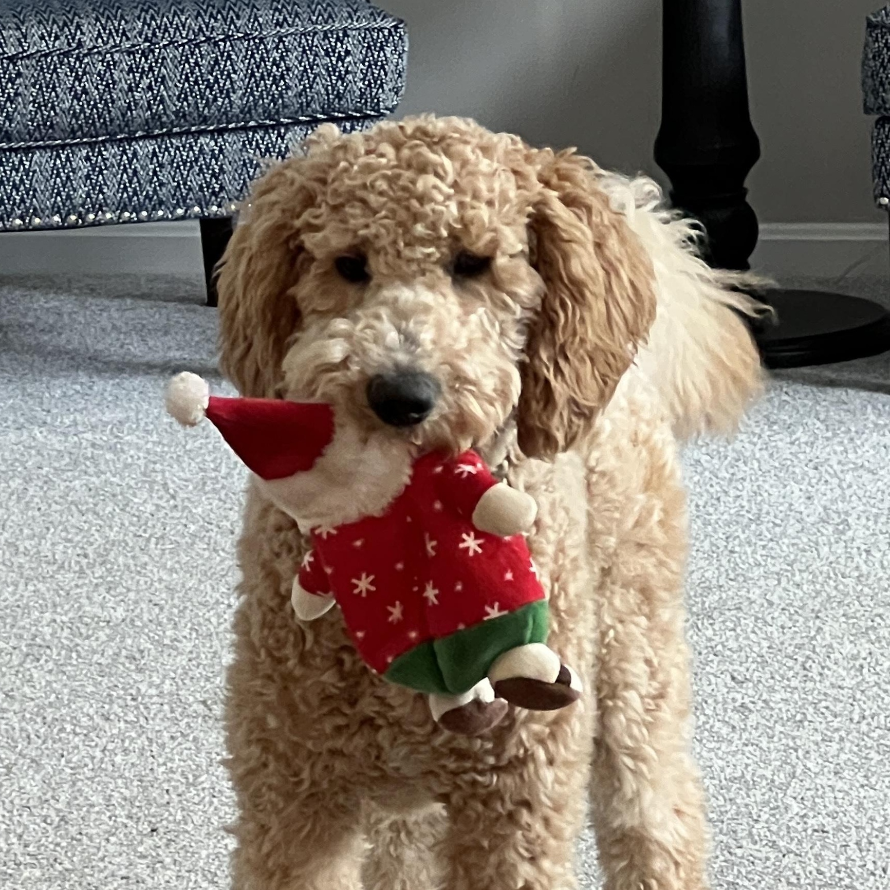 Crypto , adopted, Puppy Male Goldendoodle.