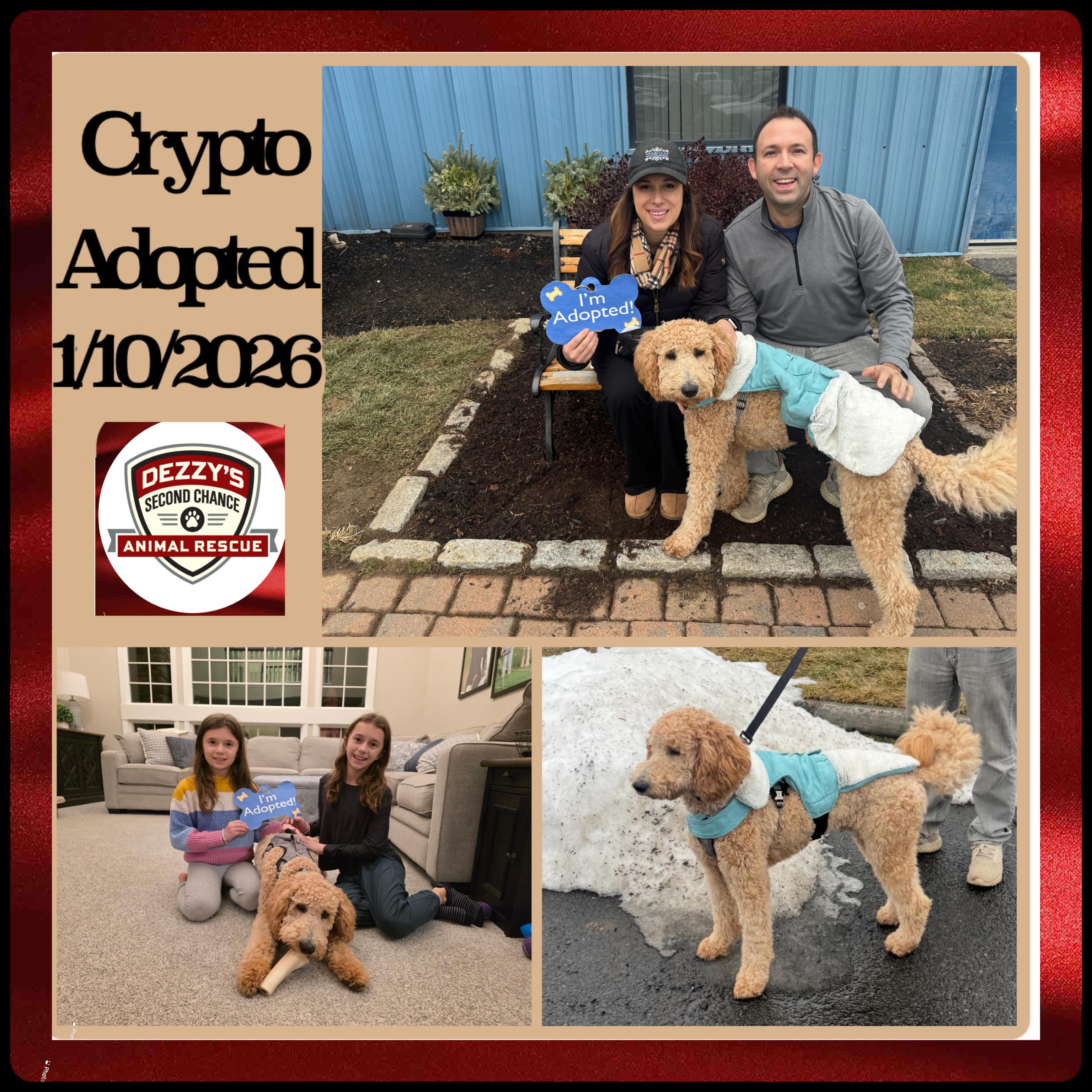 Enlarge Crypto , an adopted Goldendoodle in Lake Worth, FL image 5/5
