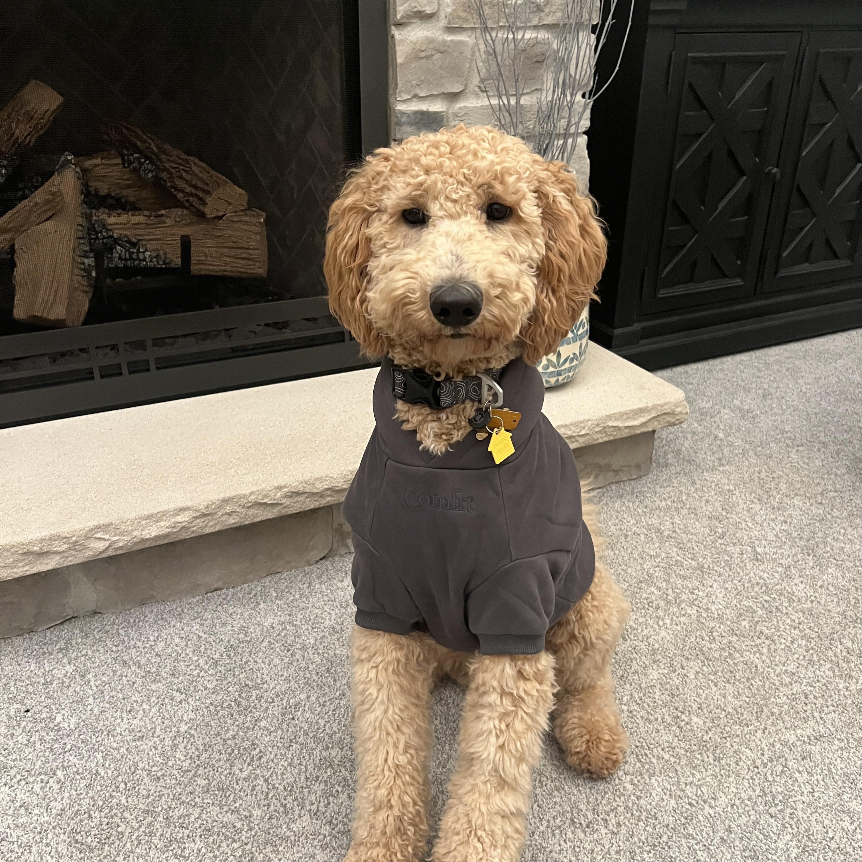 Enlarge Crypto , an adopted Goldendoodle in Lake Worth, FL image 4/5