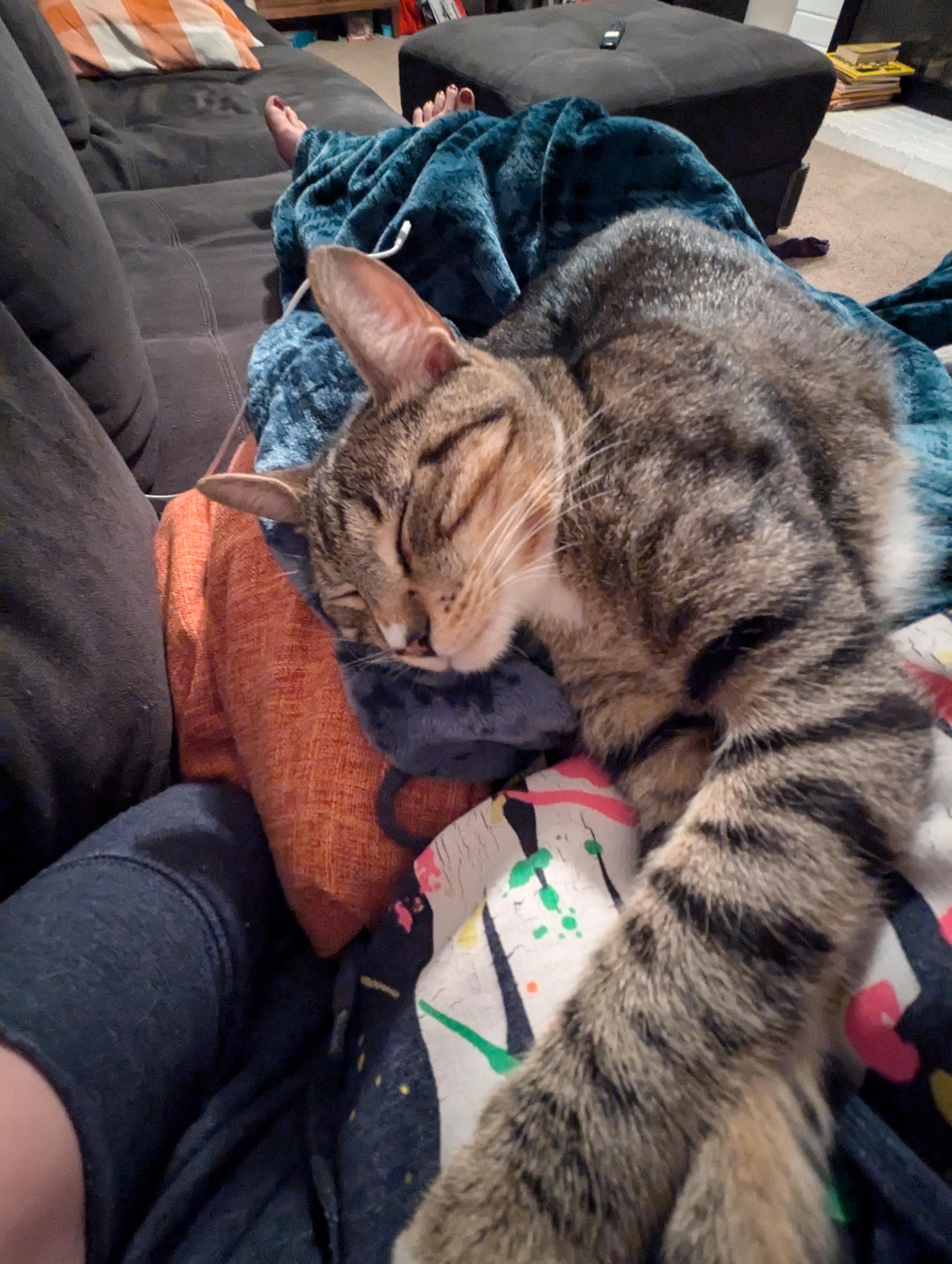 Hamilton & Franklin, a Adopted mixed breed in Chula Vista, CA image 5/6