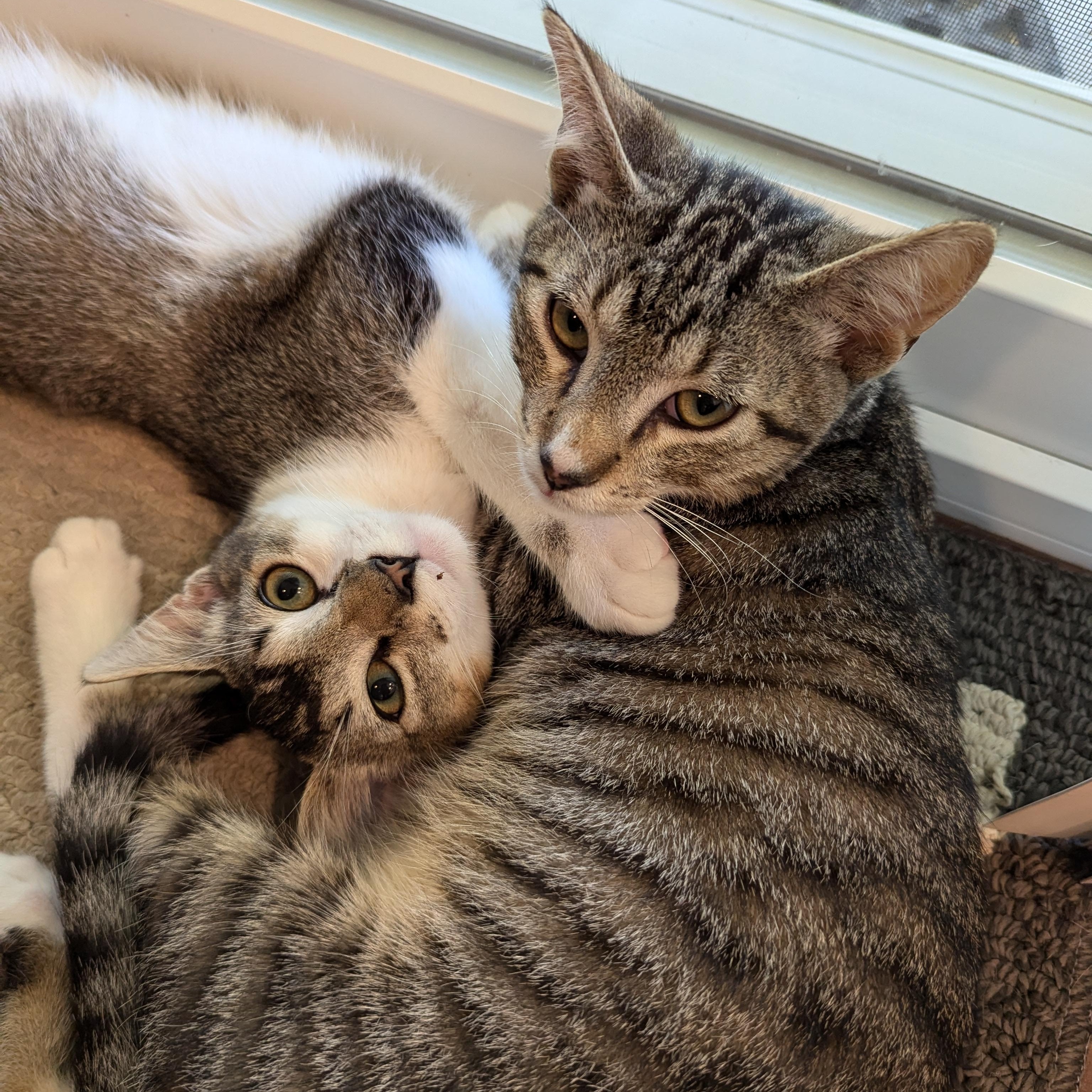 Hamilton & Franklin, a Adopted mixed breed in Chula Vista, CA image 1/6